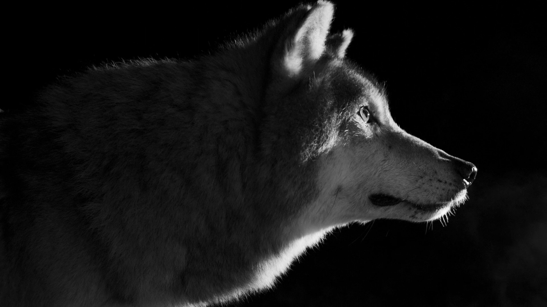 November (2018) —  shot,  lighting