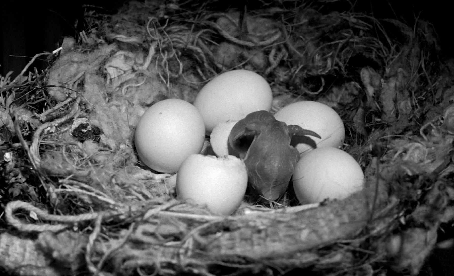 Birdman of Alcatraz (1962) —  shot,  lighting