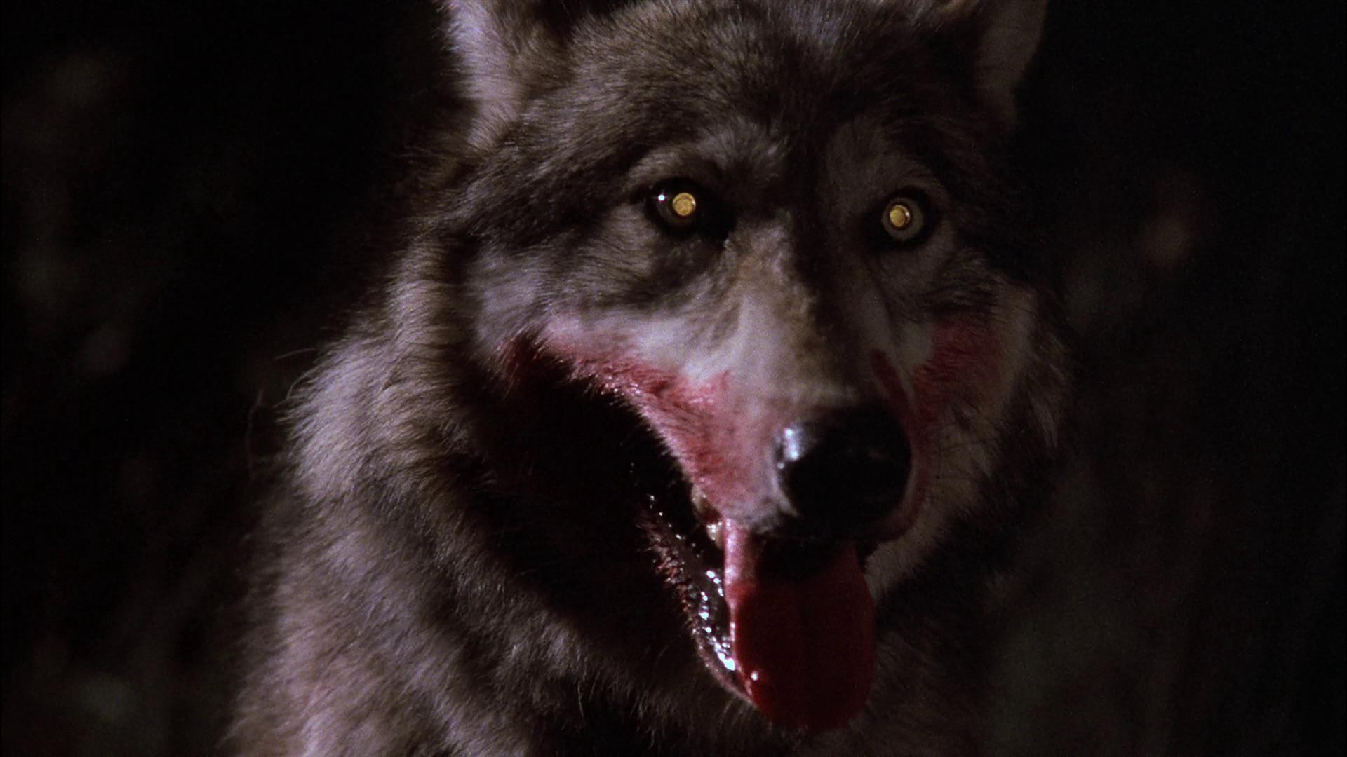 The Company of Wolves (1984) —  shot,  lighting