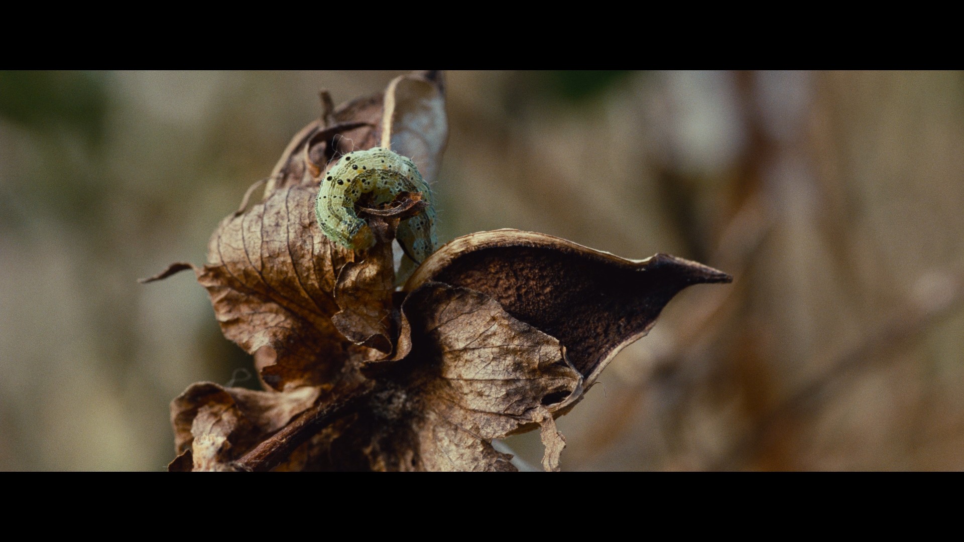 12 Years a Slave (2013) —  shot,  lighting