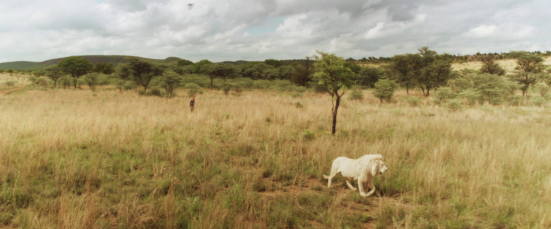 Mia and the White Lion (2018) —  shot,  lighting