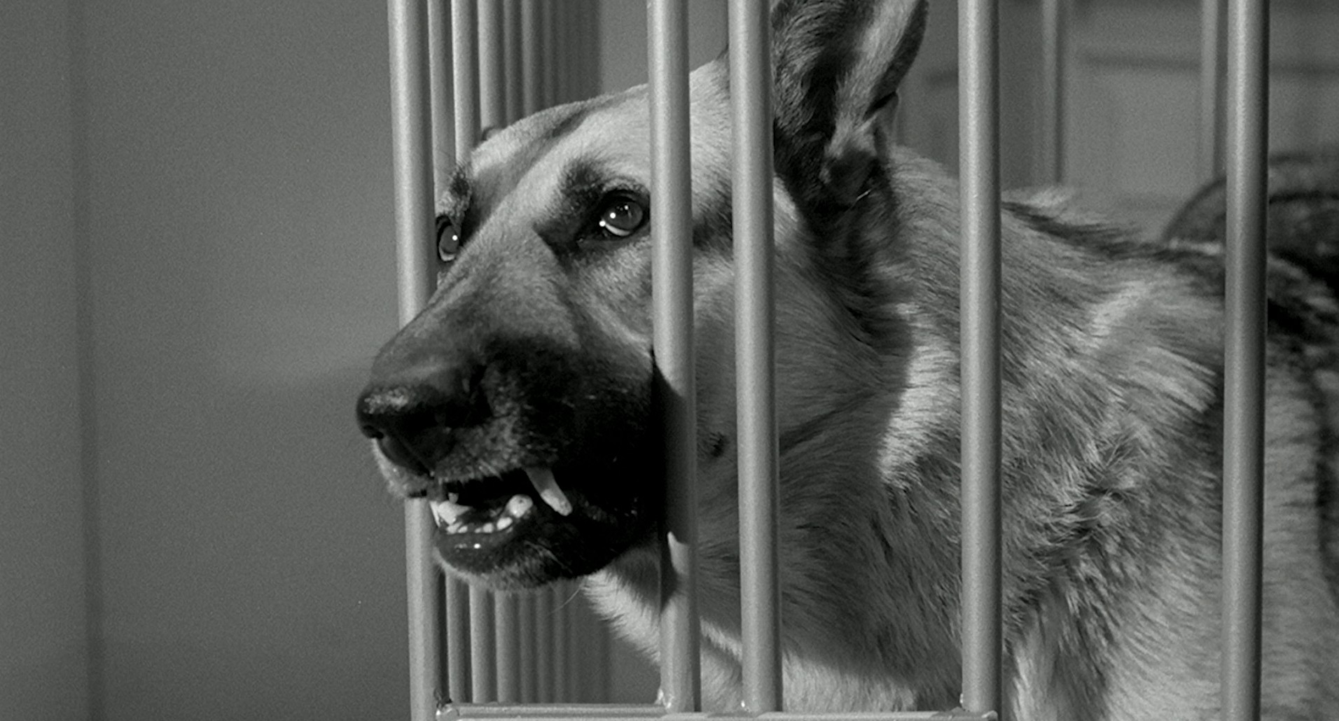 Monster on the Campus (1958) —  shot,  lighting