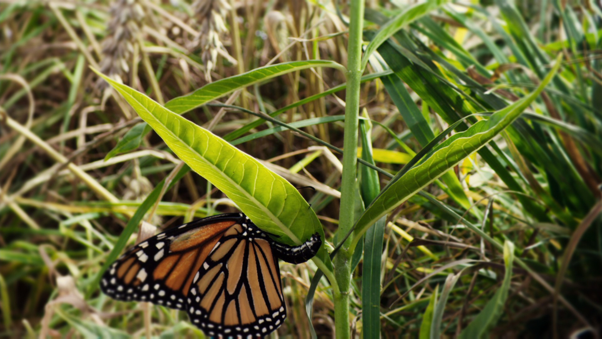 Flight of the Butterflies (2012) —  shot,  lighting
