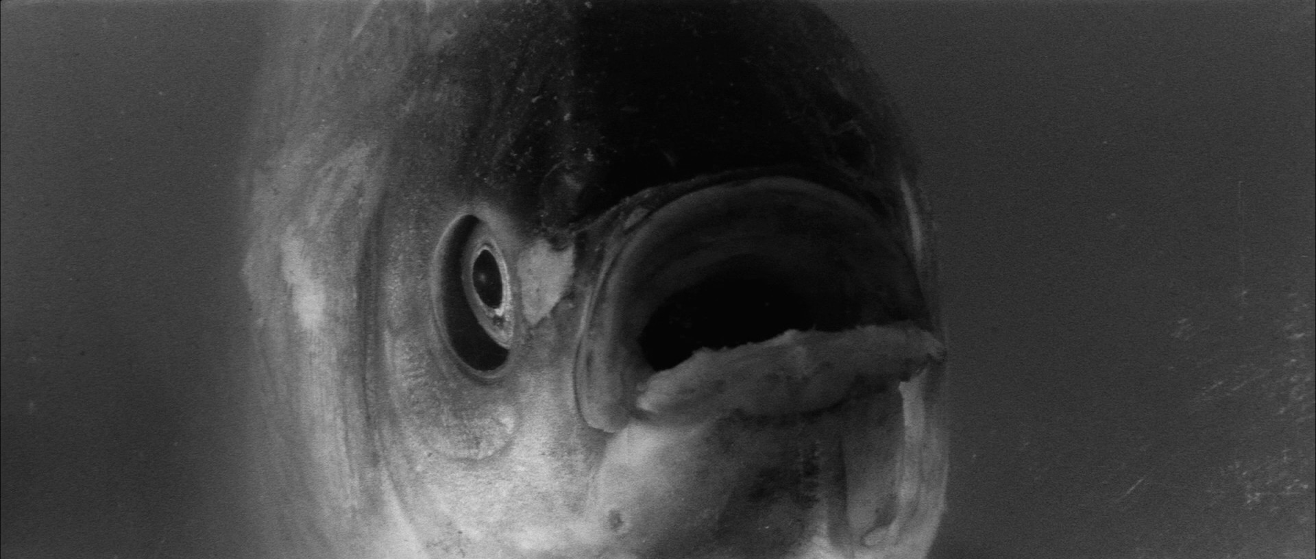 The Pornographers (1966) —  shot,  lighting