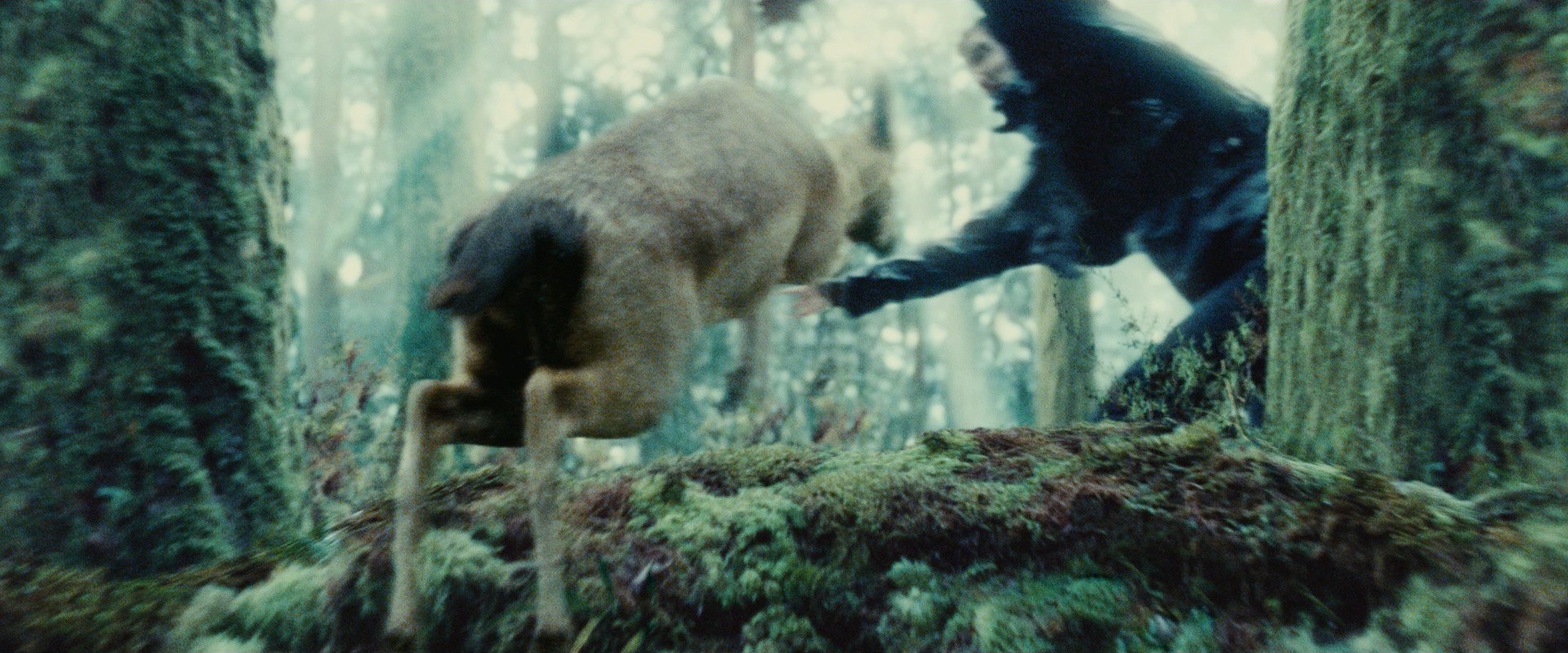 Twilight (2008) —  shot,  lighting