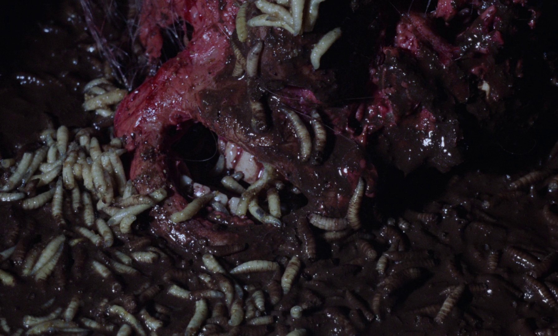 Phenomena (1985) —  shot,  lighting