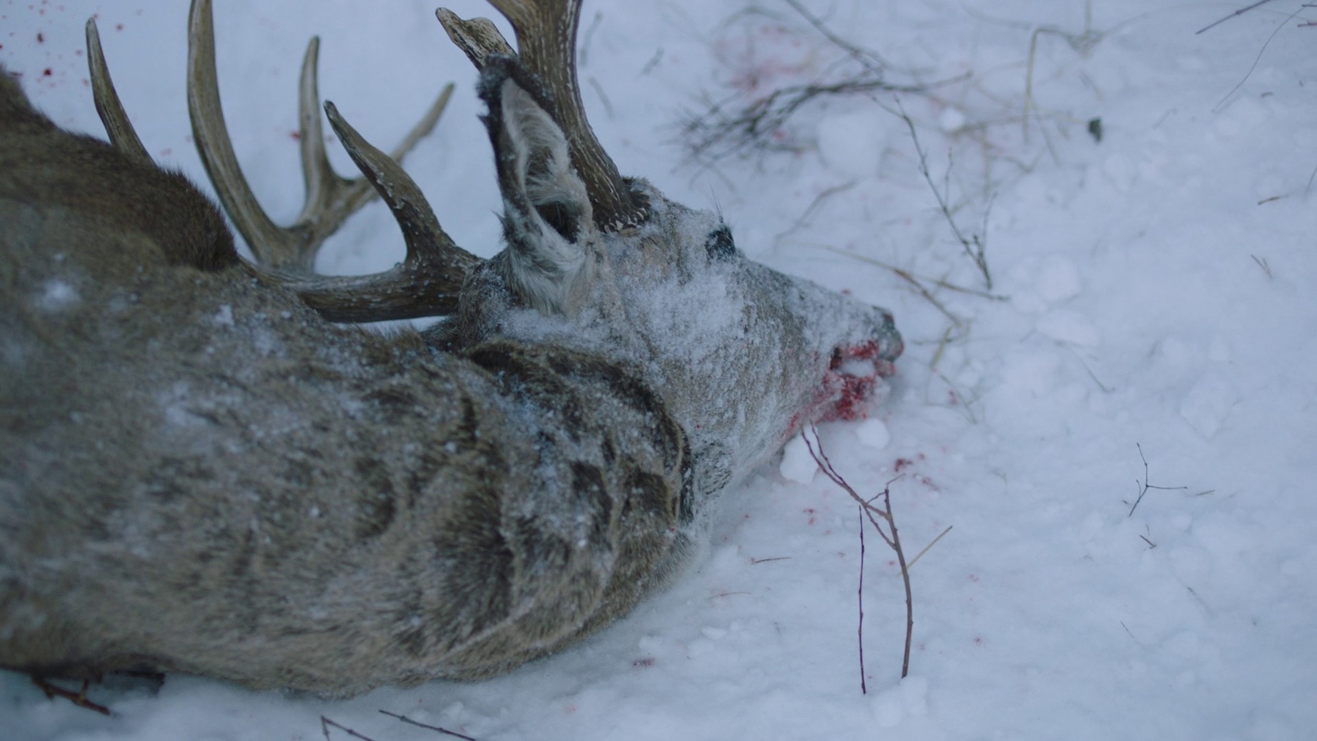 When We Are in Need (2023) —  shot,  lighting