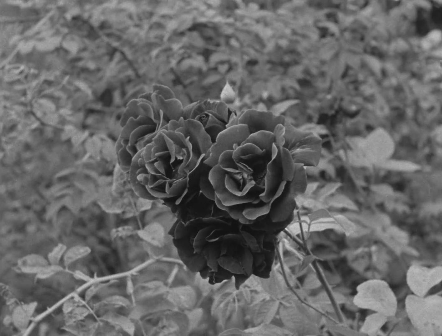 Knock Out Ginger (2014) —  shot,  lighting