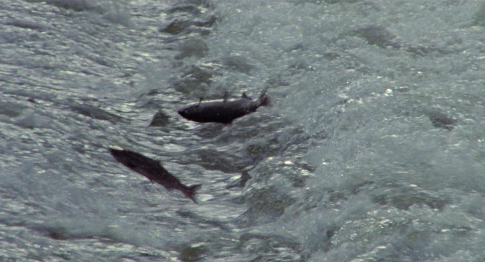 My Own Private Idaho (1991) —  shot,  lighting