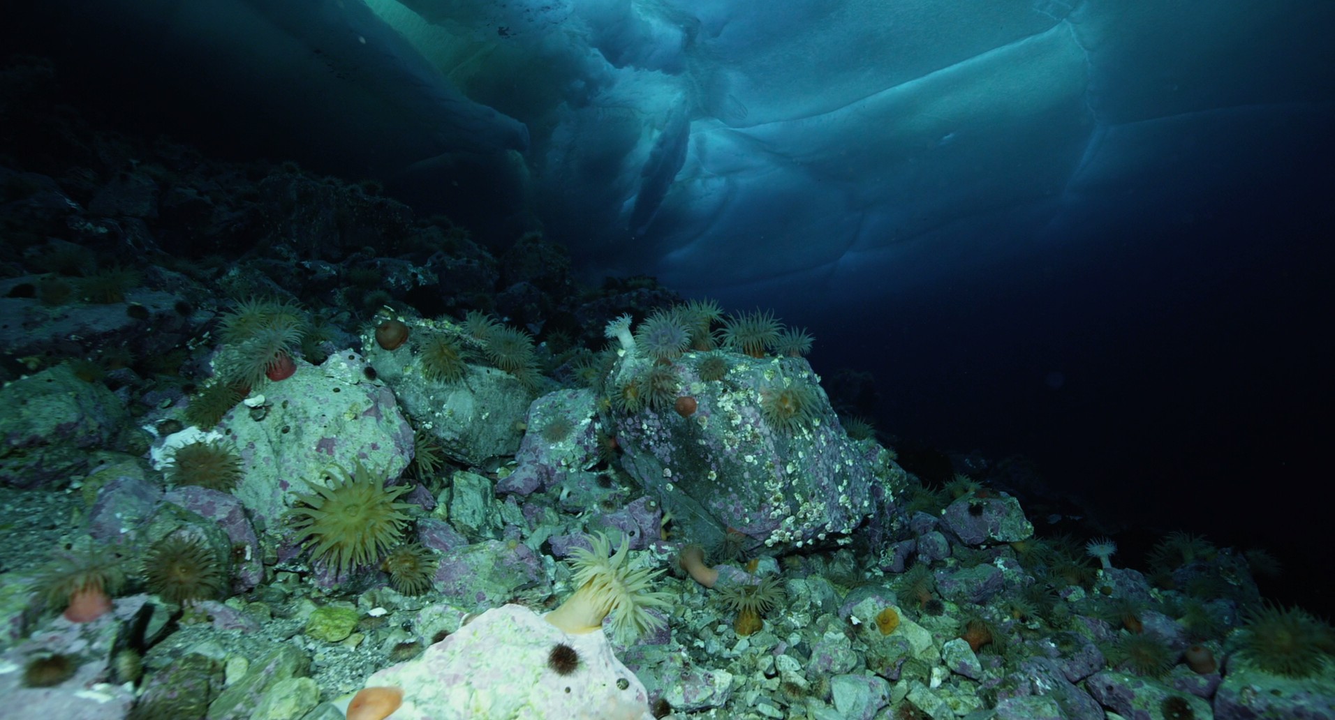 Wonders of the Arctic 3D (2014) —  shot,  lighting