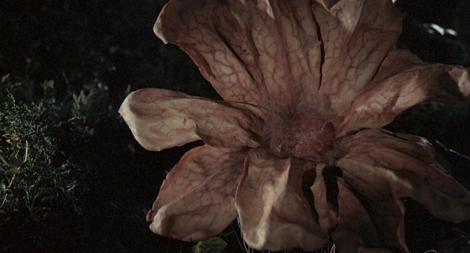 Invasion of the Body Snatchers (1978) —  shot,  lighting