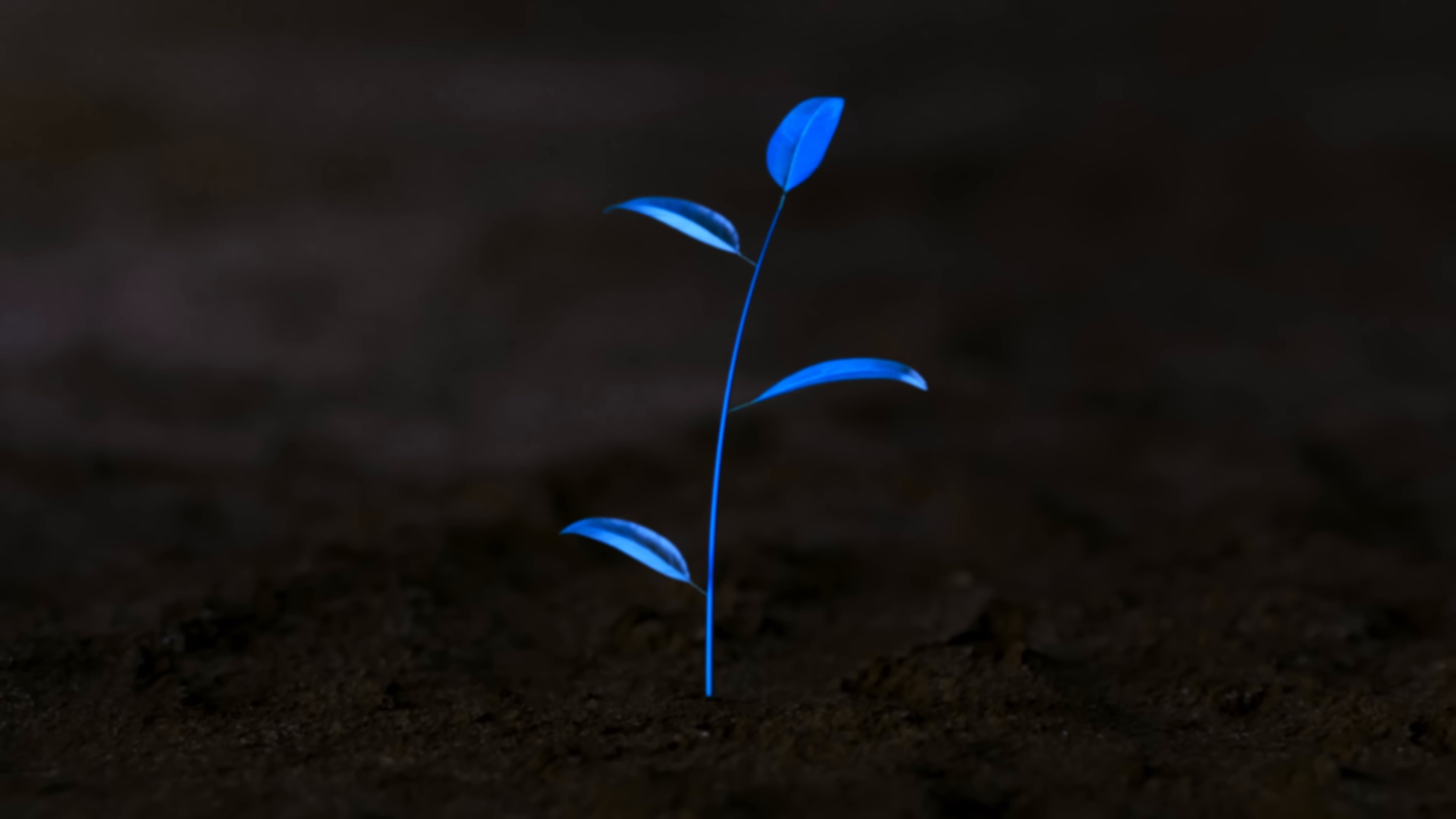 PICCOLO ME (2025) —  shot,  lighting