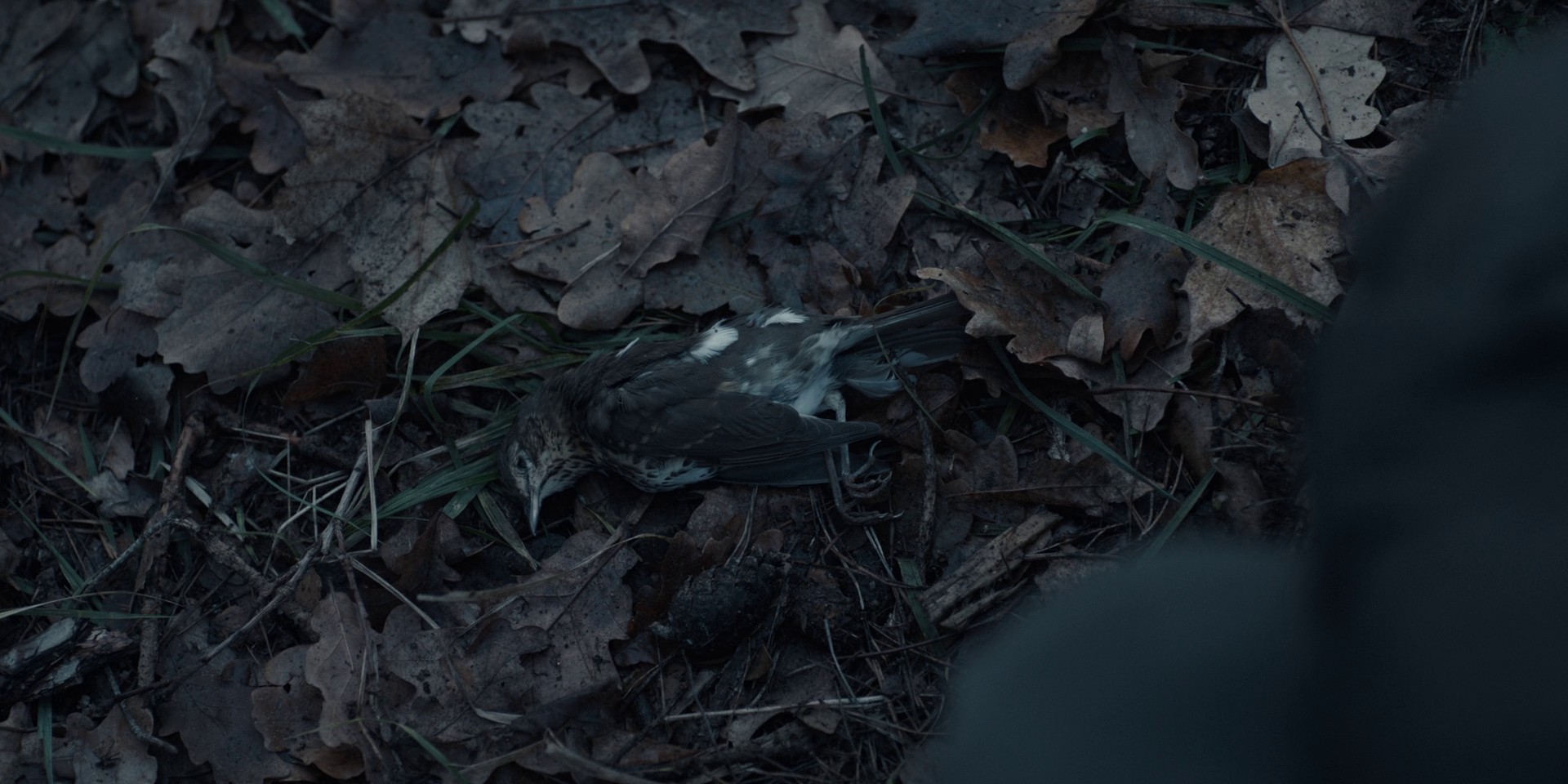 Lies (2017) —  shot,  lighting