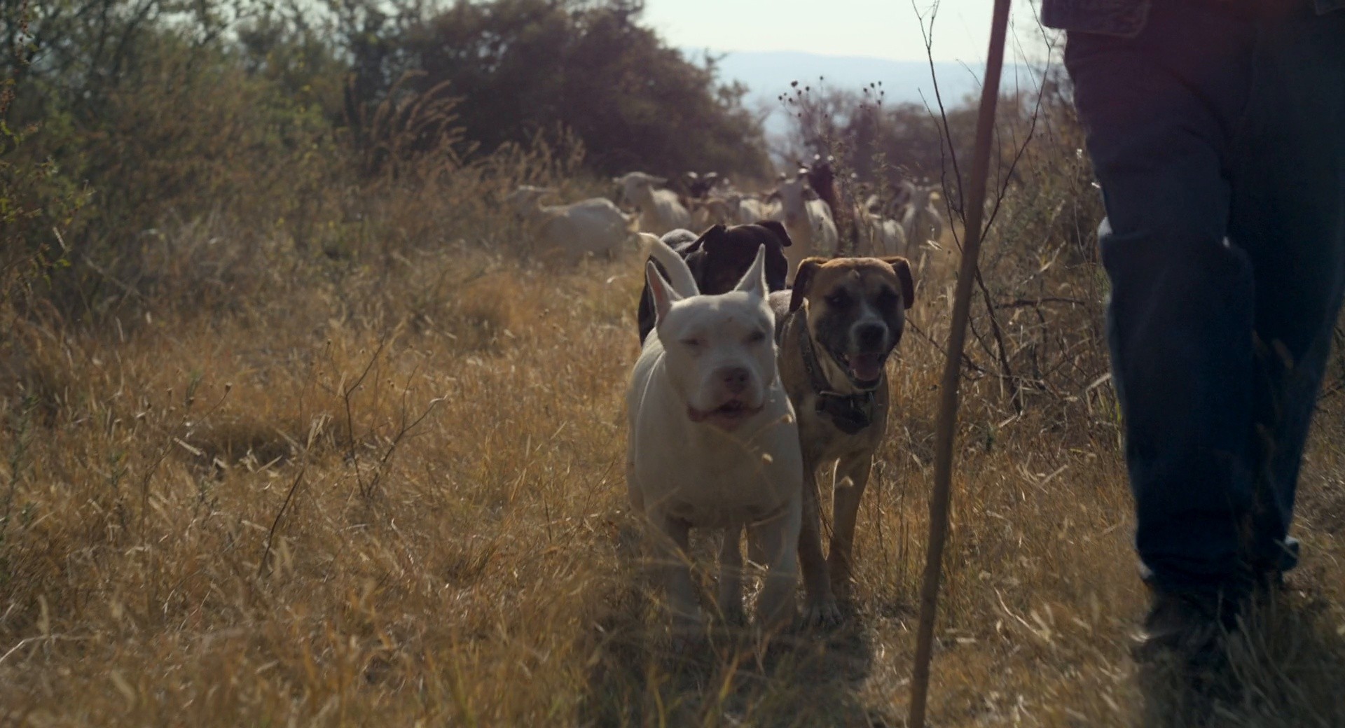 Sujo (2024) —  shot,  lighting