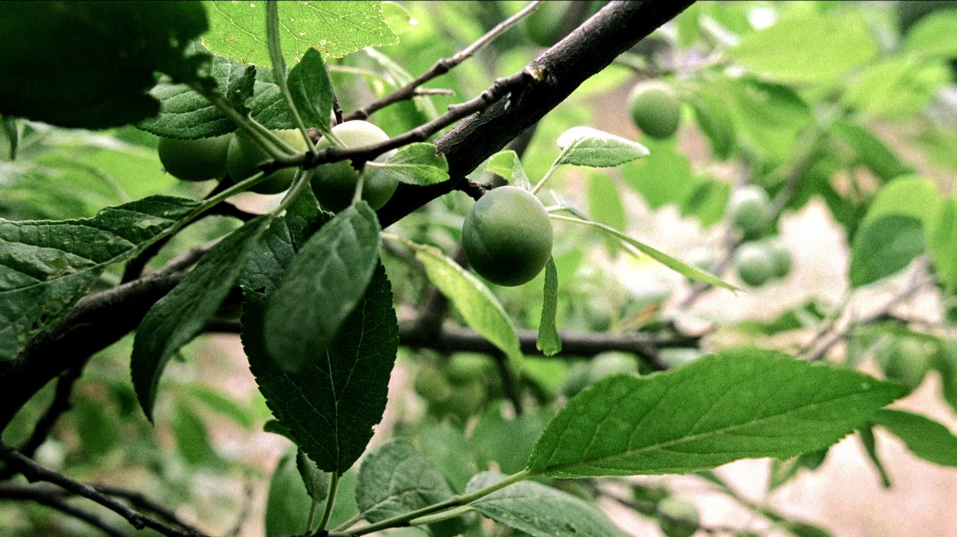 Clouds of May (1999) —  shot,  lighting