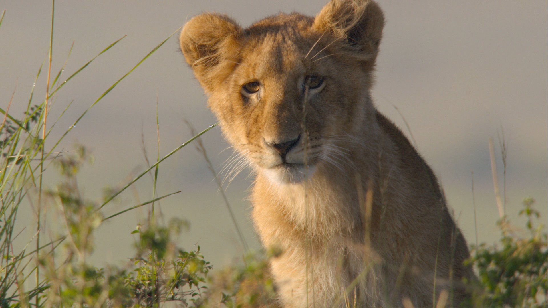 African Cats (2011) —  shot,  lighting