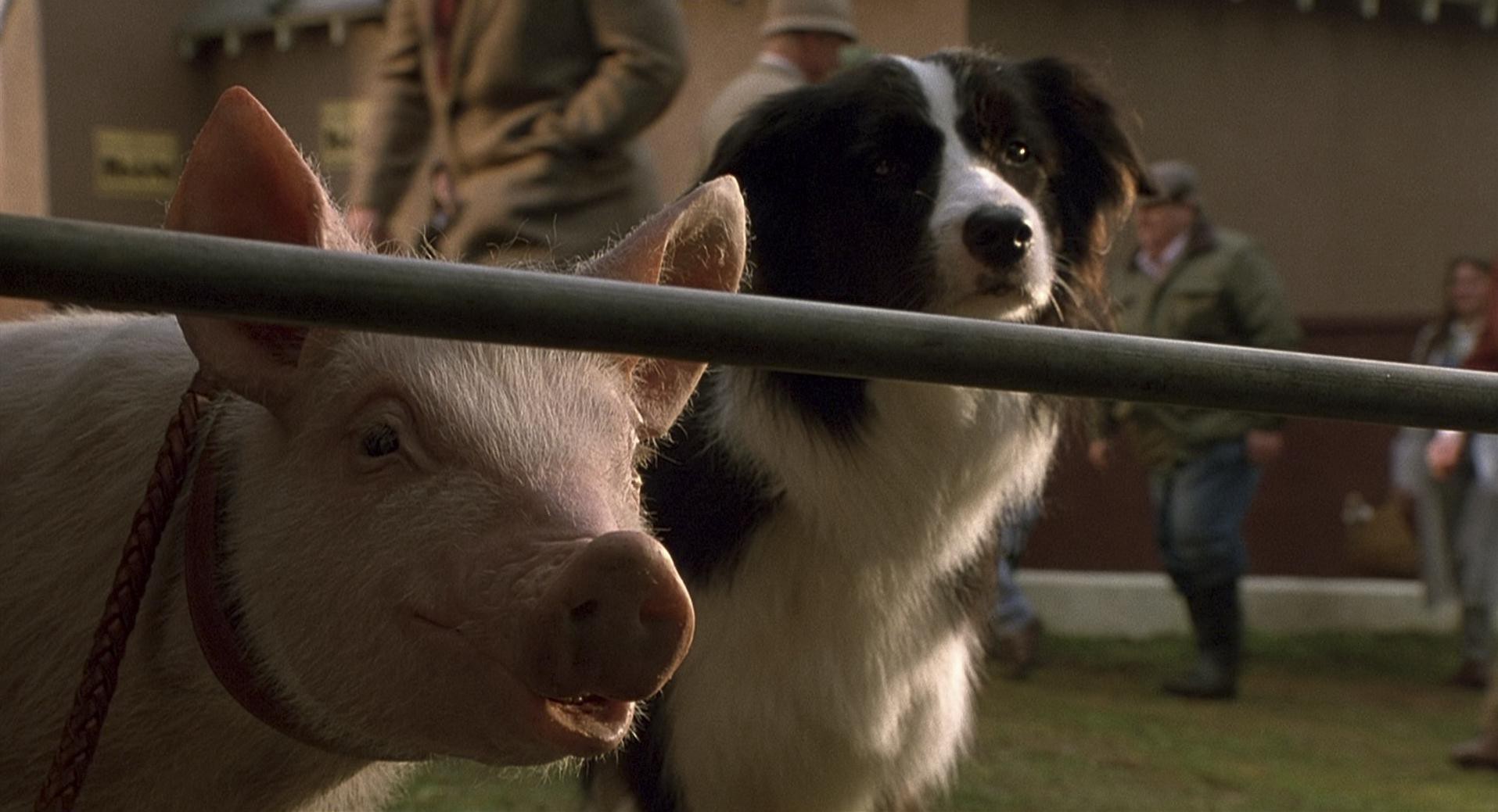 Babe (1995) —  shot,  lighting