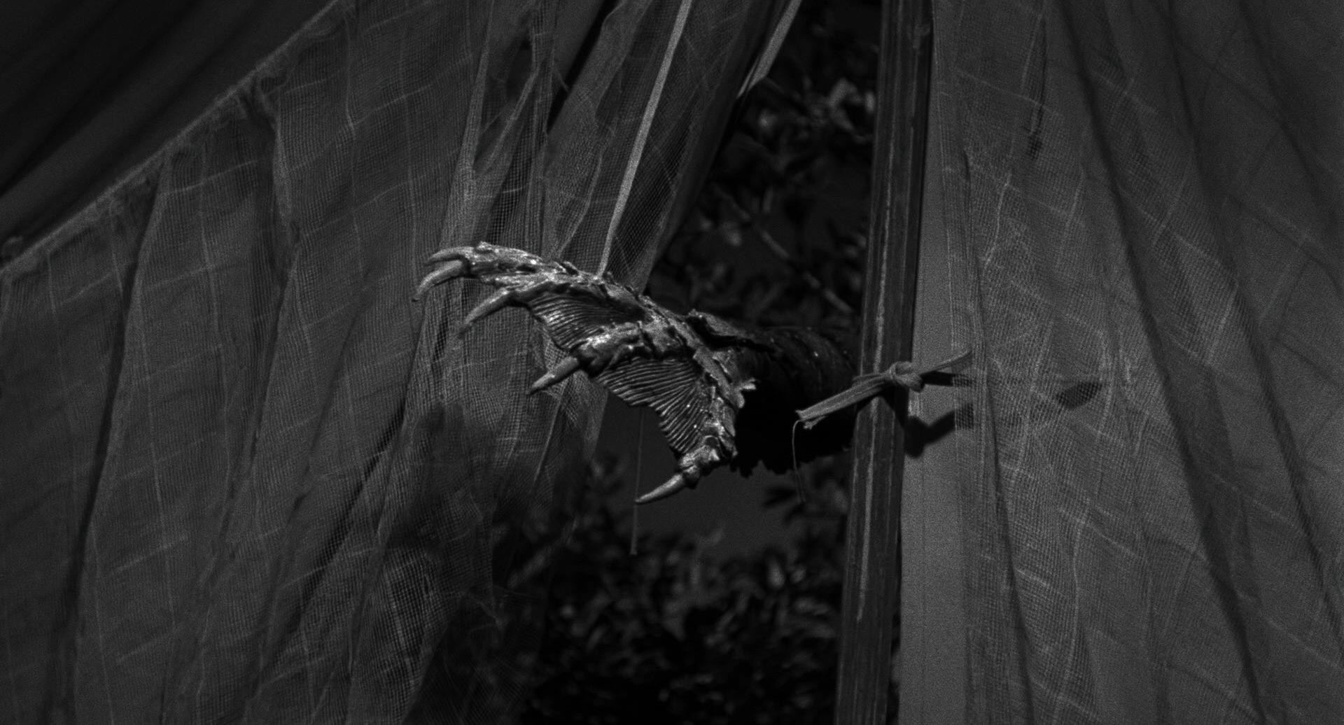 Creature from the Black Lagoon (1954) —  shot,  lighting
