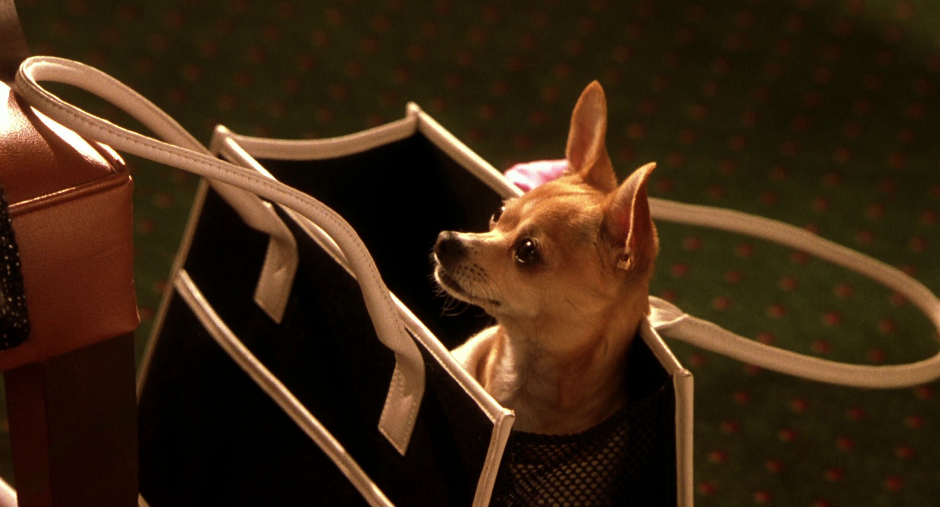 Legally Blonde 2 (2003) —  shot,  lighting