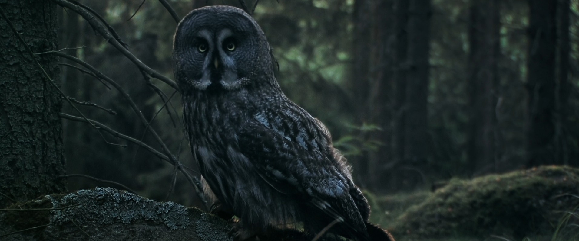 I Kill Giants (2017) —  shot,  lighting