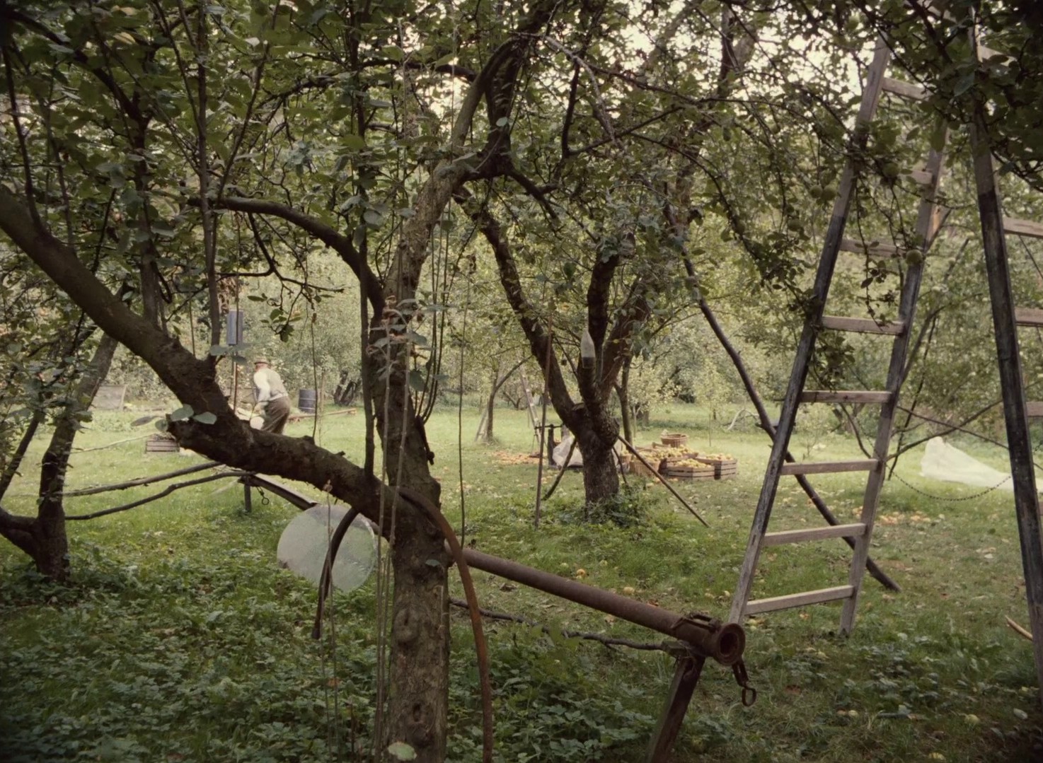 The Snowdrop Festivities (1984) —  shot,  lighting