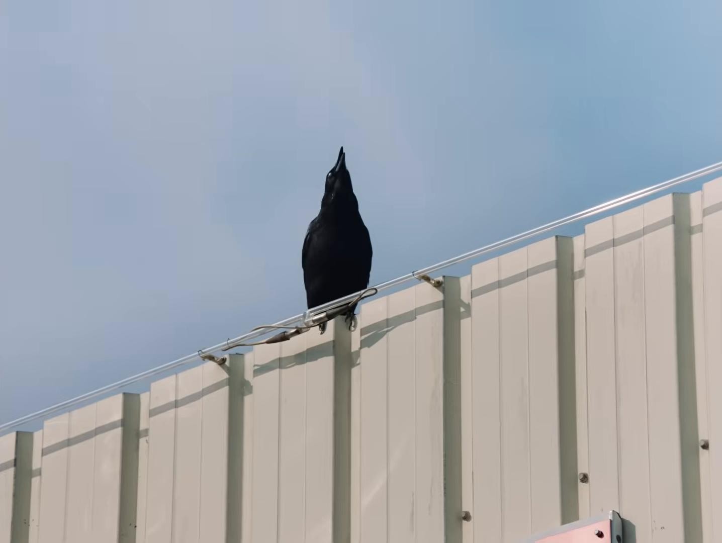 Love Lasso (2025) —  shot,  lighting