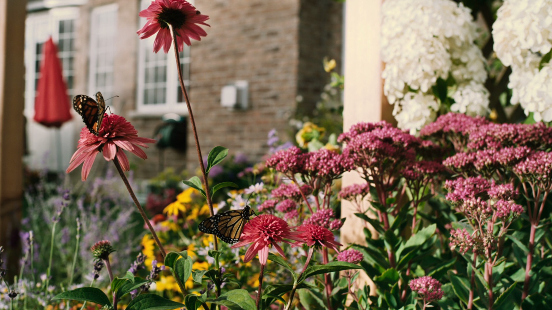 Flight of the Butterflies (2012) —  shot,  lighting