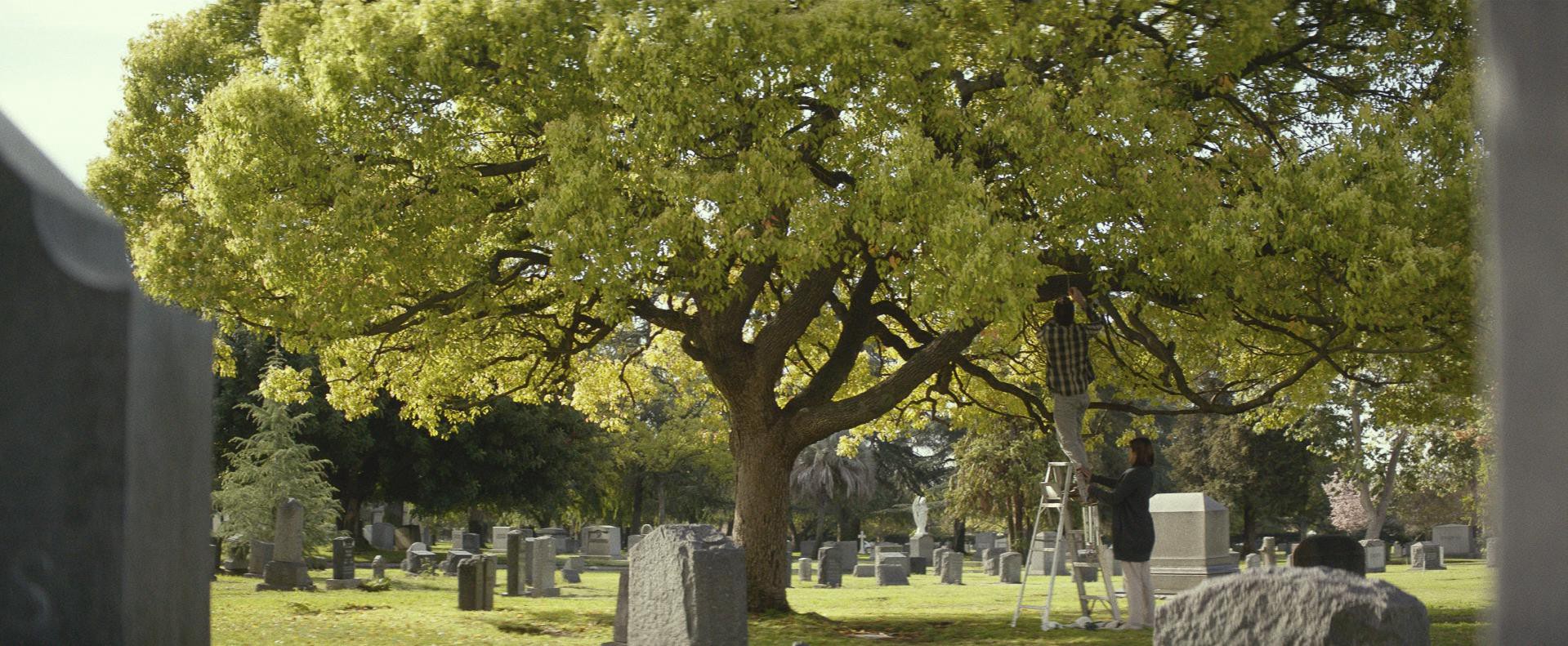 Cake (2014) —  shot,  lighting