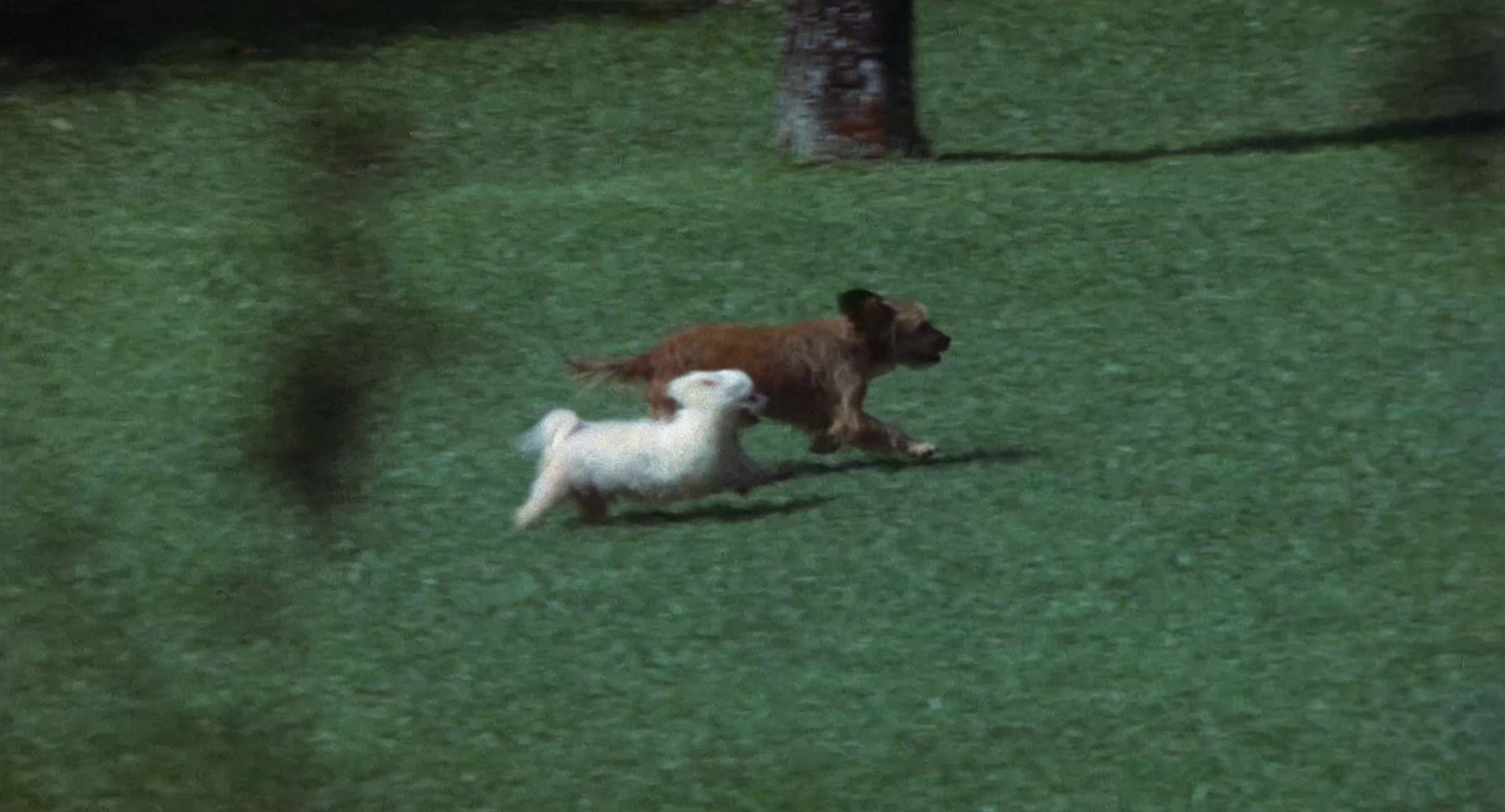Benji (1974) —  shot,  lighting