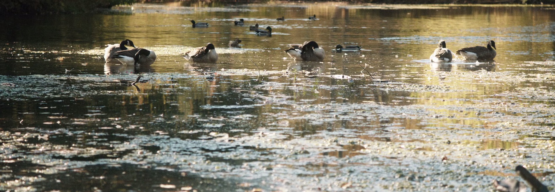 The Humbling (2014) —  shot,  lighting