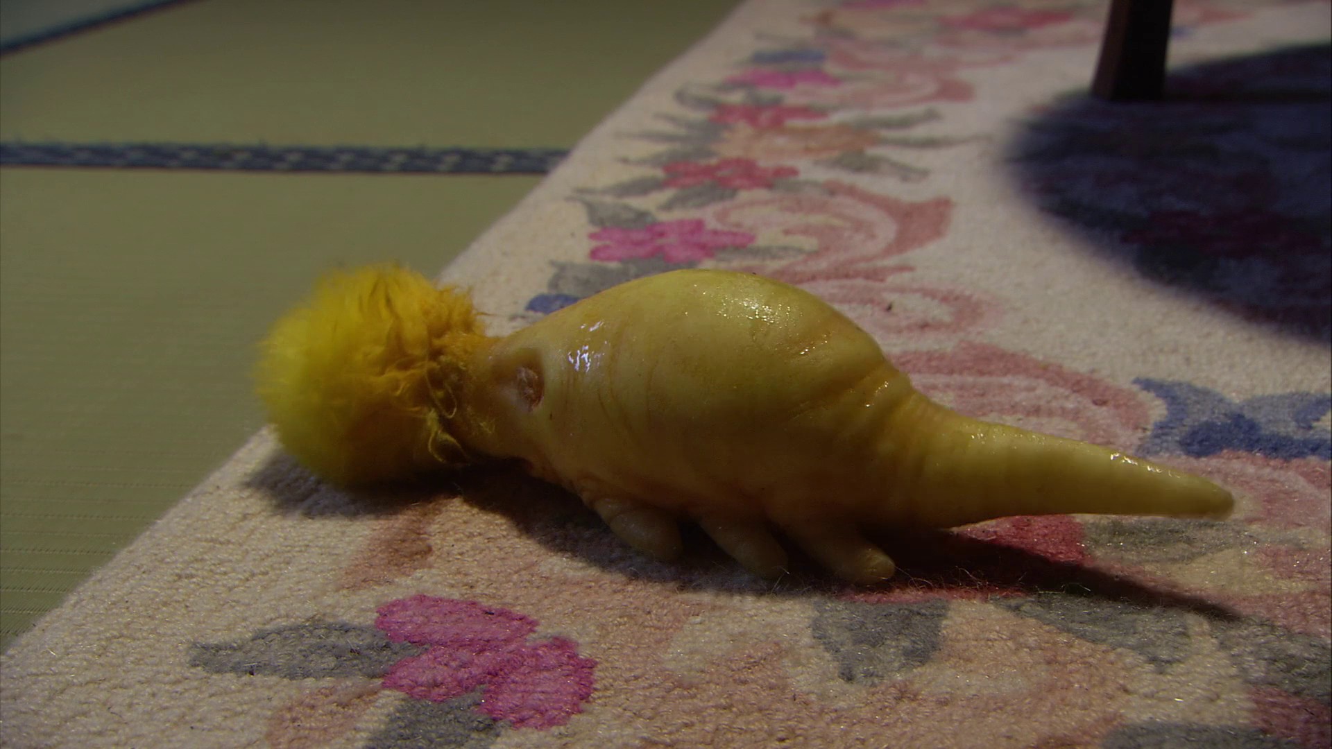 The warped forest (2011) —  shot,  lighting