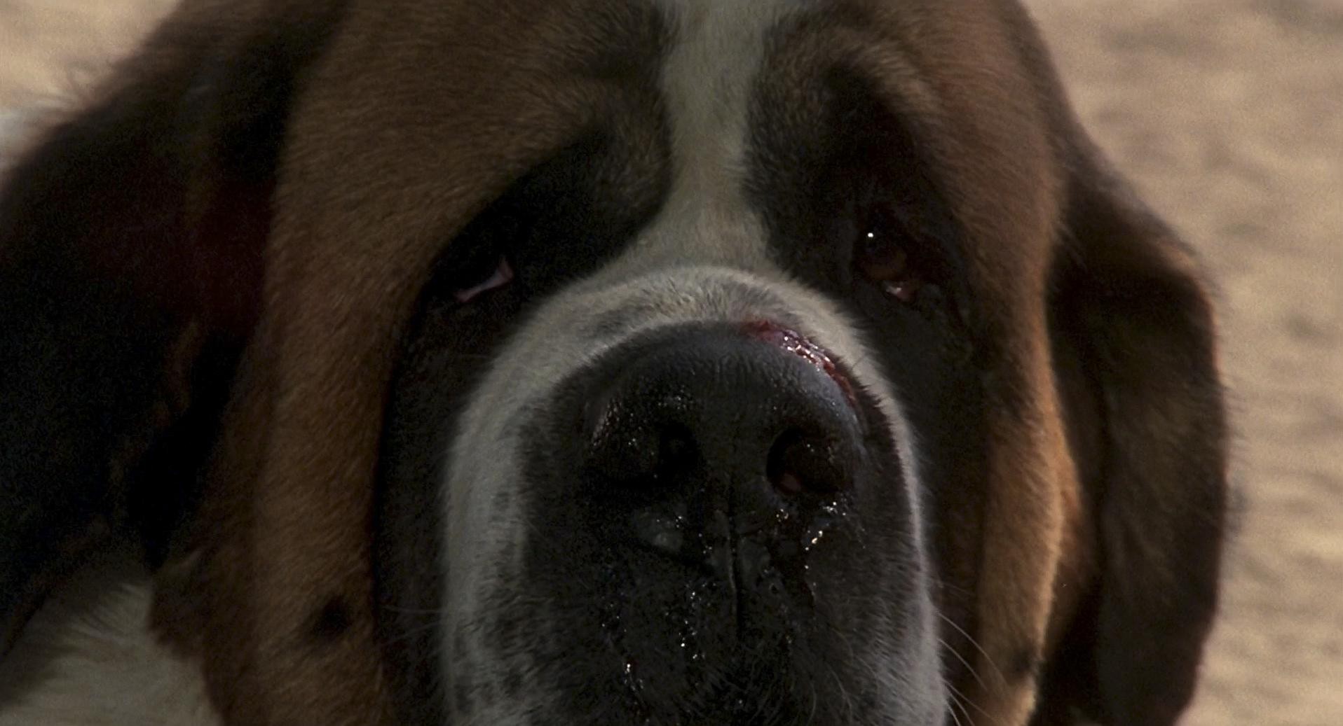 Cujo (1983) —  shot,  lighting