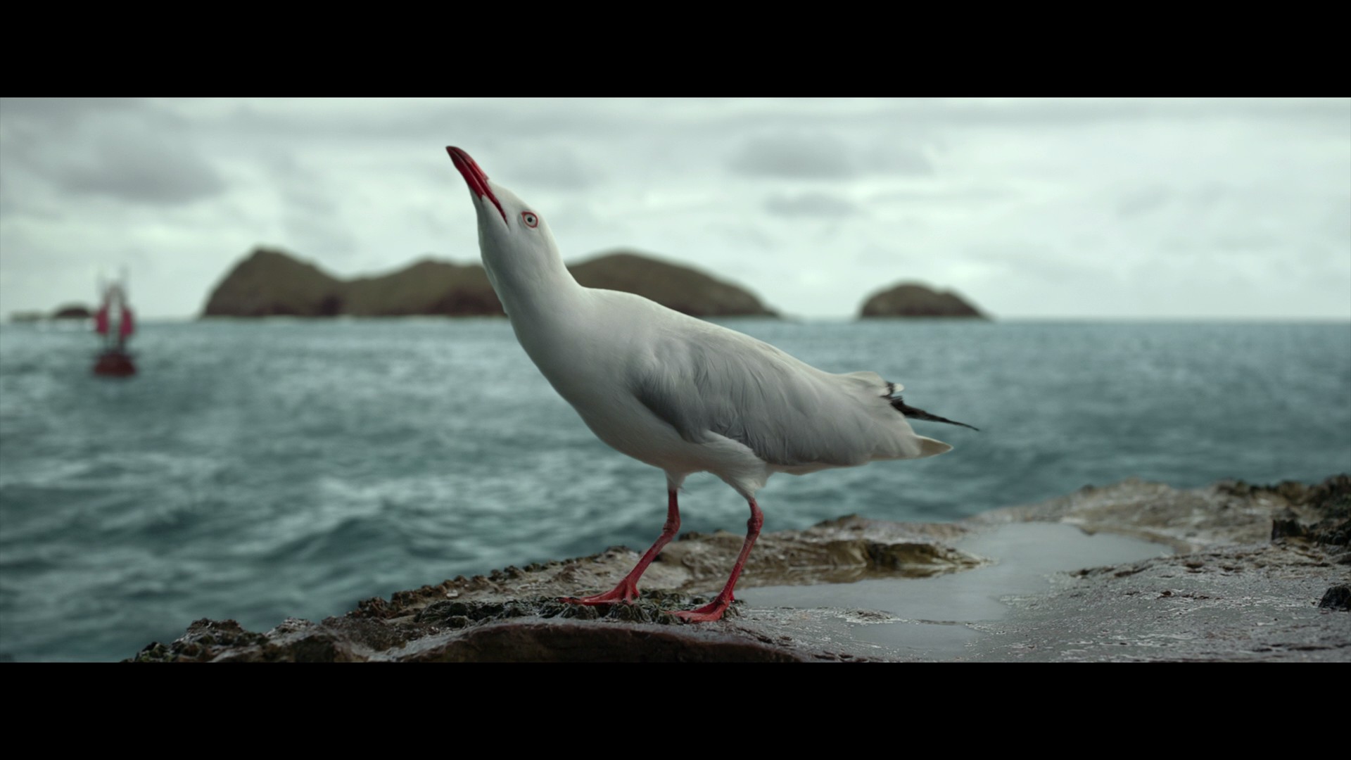 The Shallows (2016) —  shot,  lighting