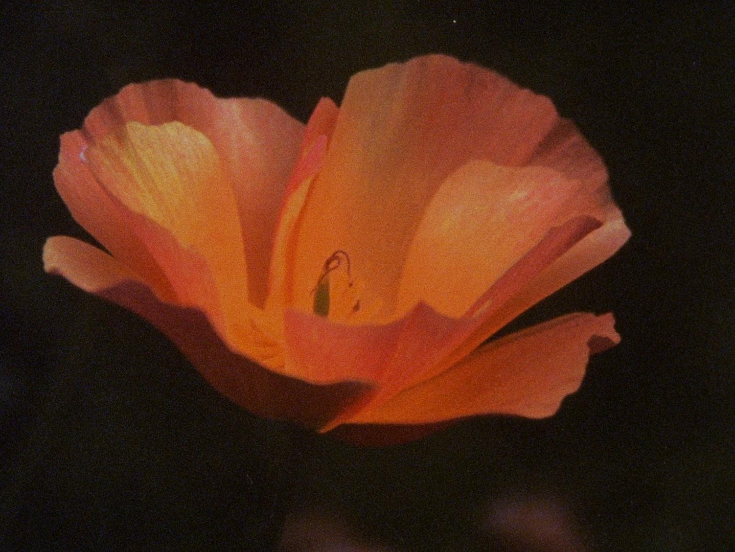 Wasteland No.1 - Ardent, Verdant (2017) —  shot,  lighting