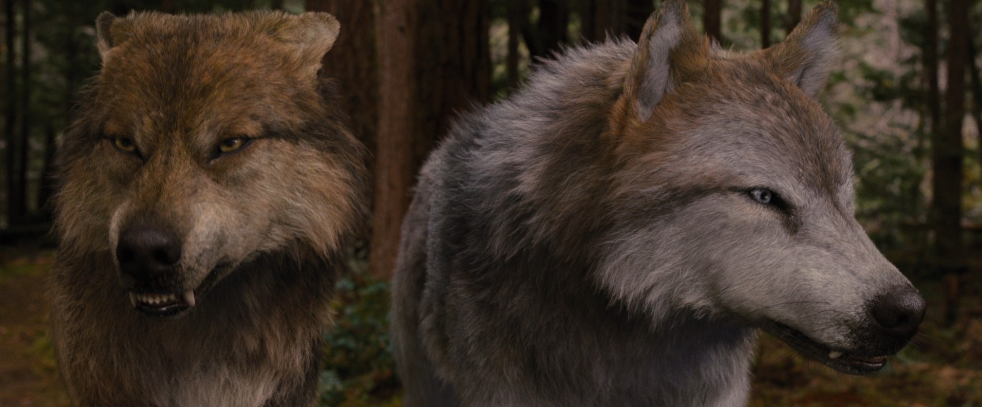 The Twilight Saga: Breaking Dawn - Part 2 (2012) —  shot,  lighting