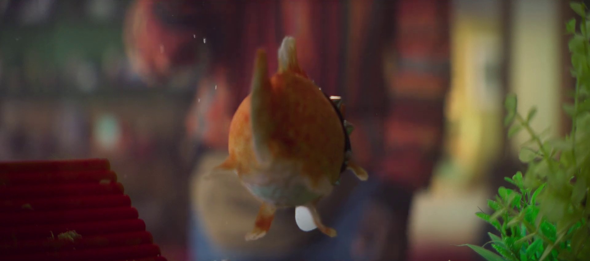 Maybe it’s time to switch | Fish Whisperer 30" (2024) —  shot,  lighting