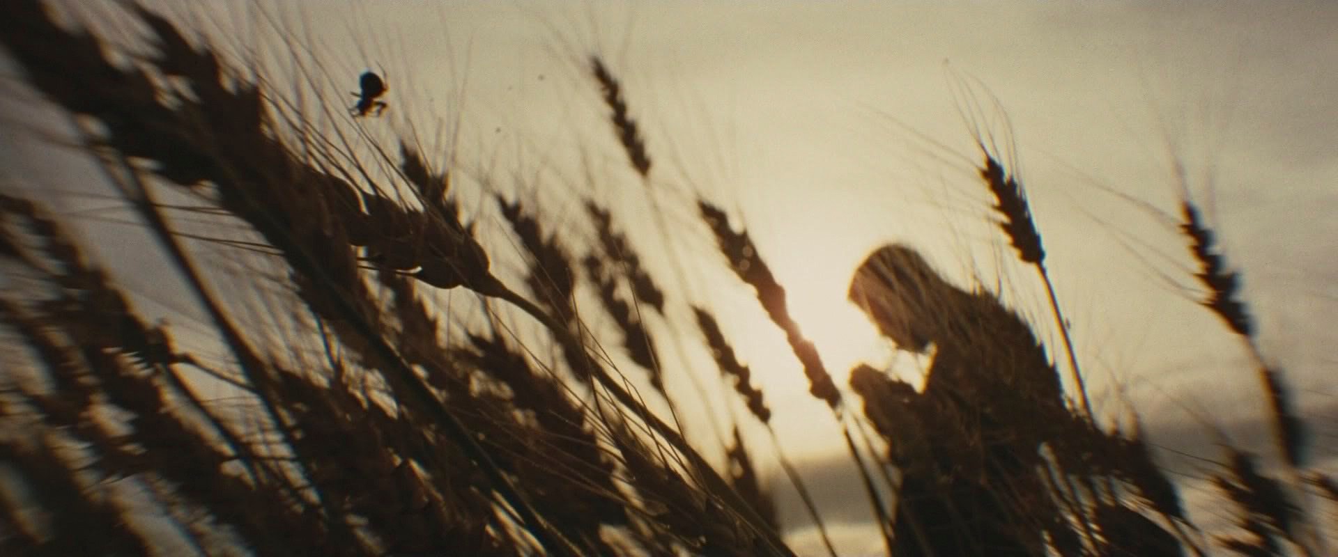 The Assassination of Jesse James by the Coward Robert Ford (2007) —  shot,  lighting