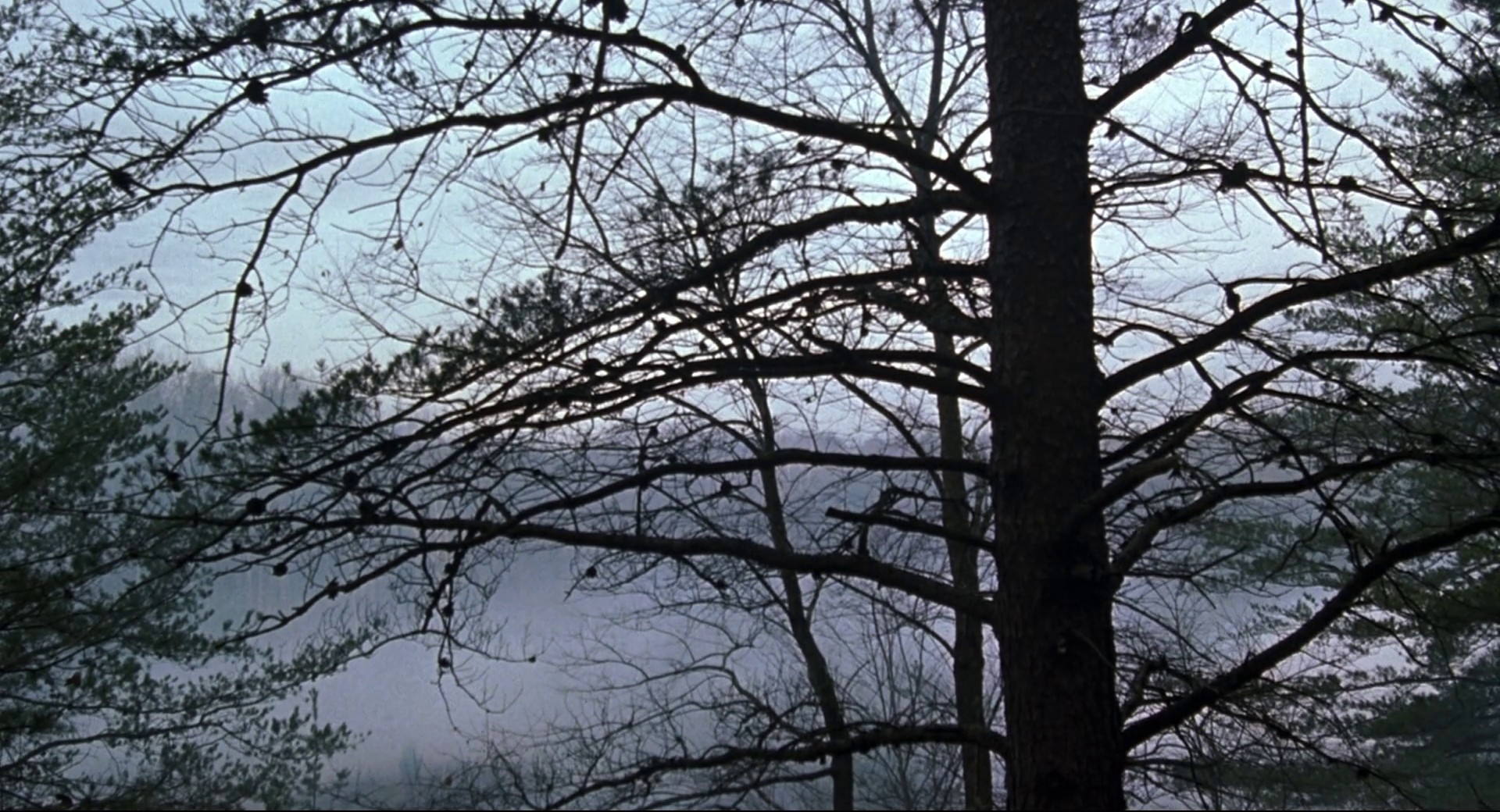 The Silence of the Lambs (1991) —  shot,  lighting