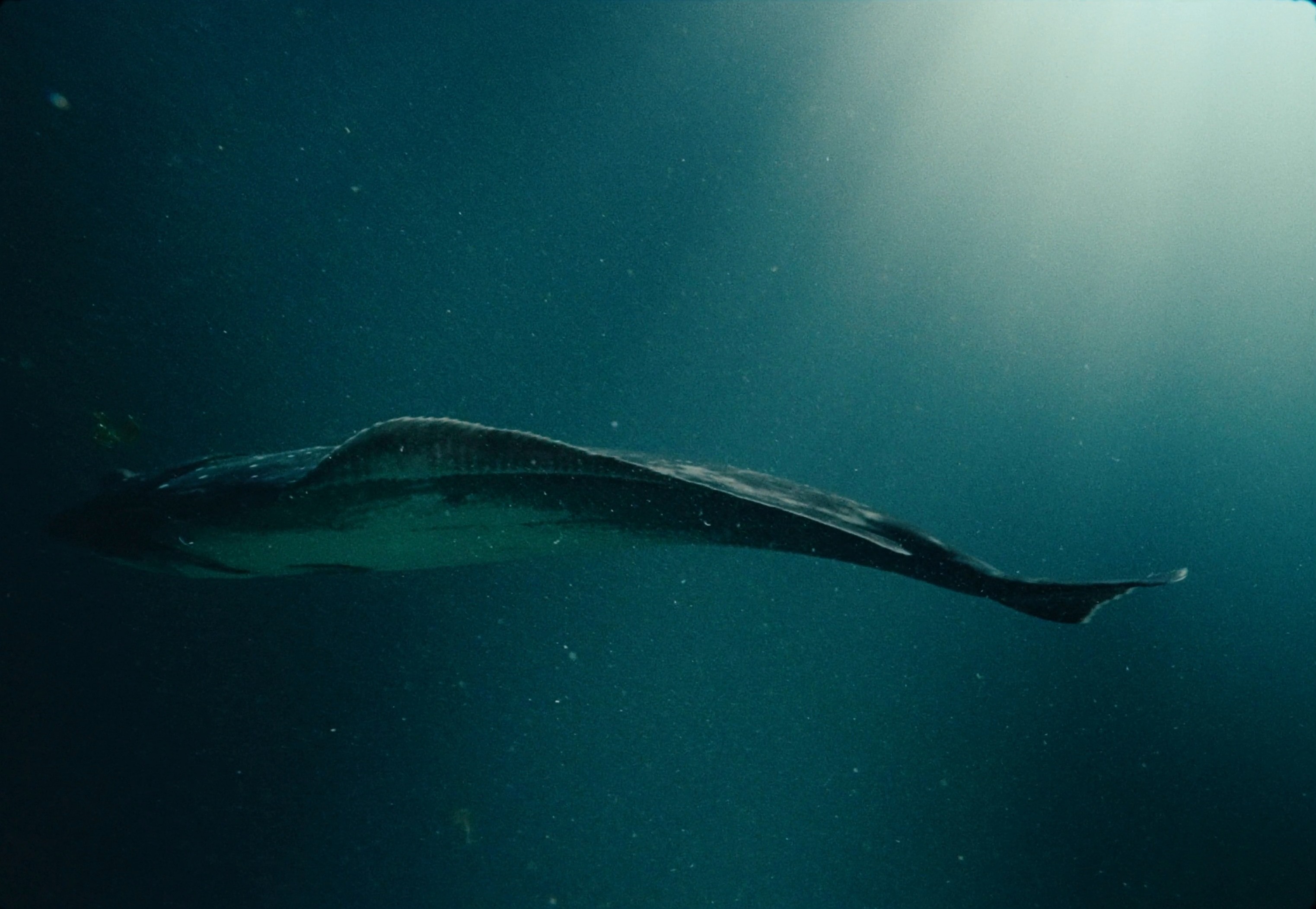 Sterling - Unleash The Magic of Halibut (2024) —  shot,  lighting