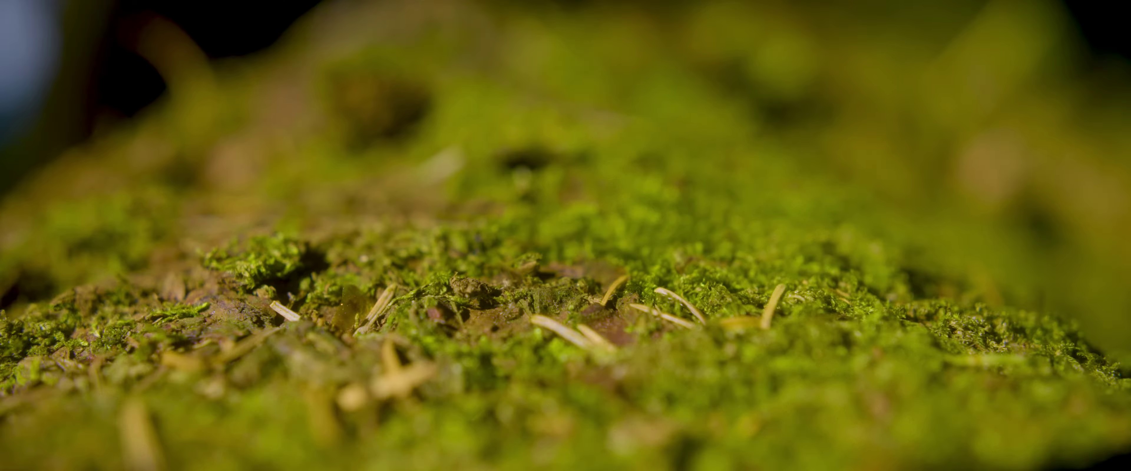 Amnesia (2023) —  shot,  lighting