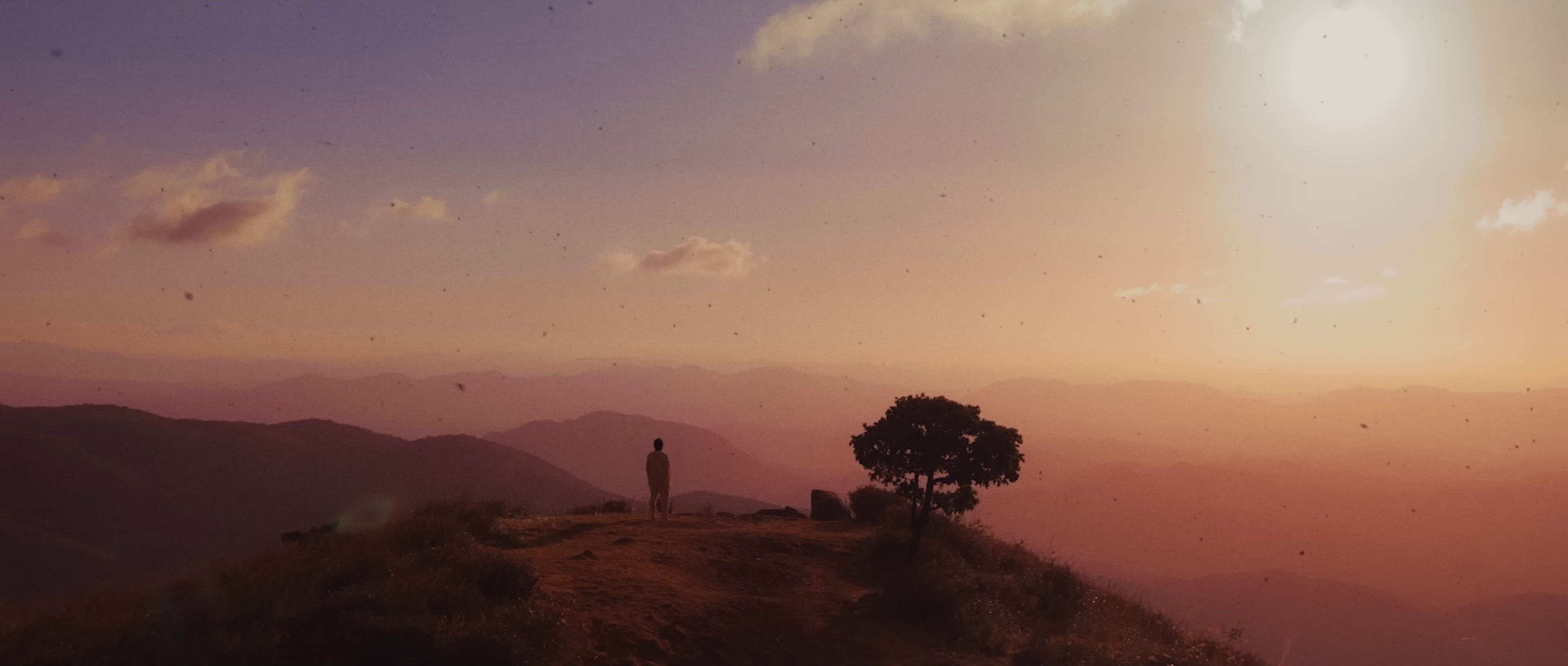 Wild Flower (2022) —  shot,  lighting