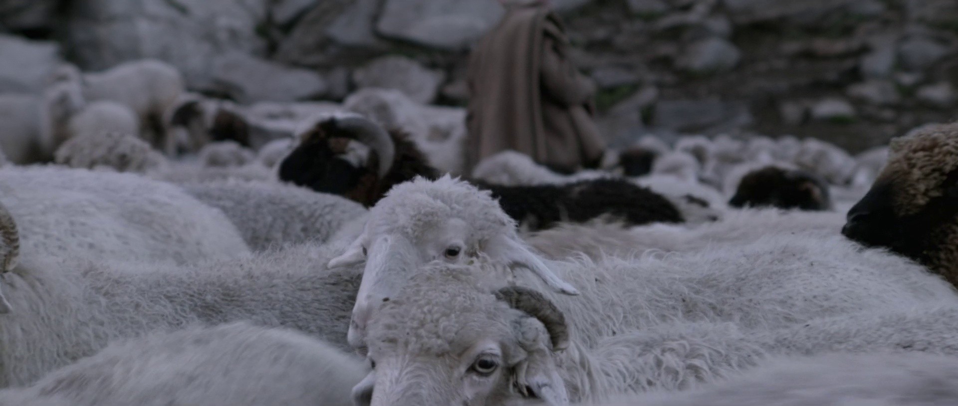 The Gold-Laden Sheep and the Sacred Mountain (2022) —  shot,  lighting
