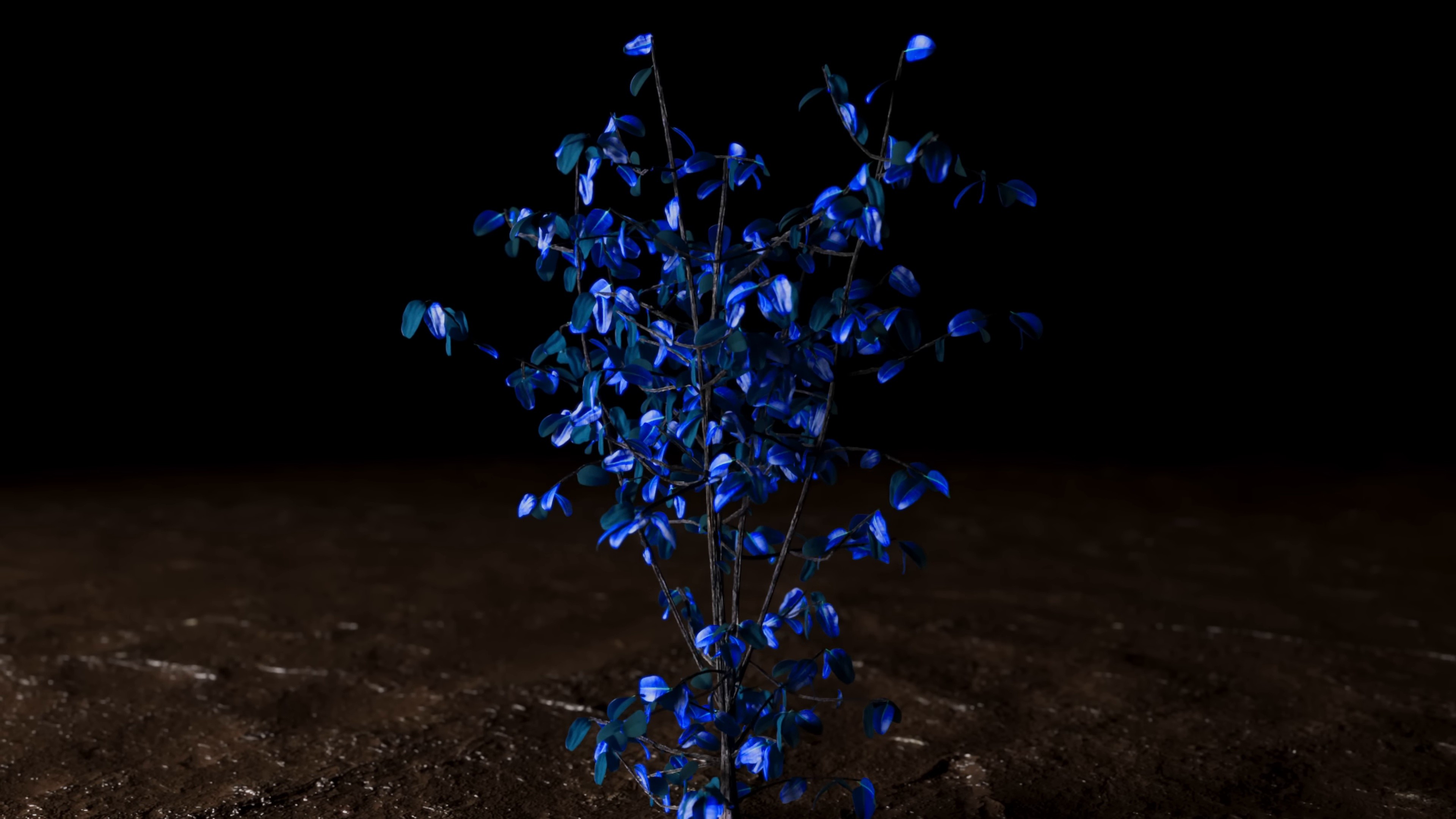 PICCOLO ME (2025) —  shot,  lighting