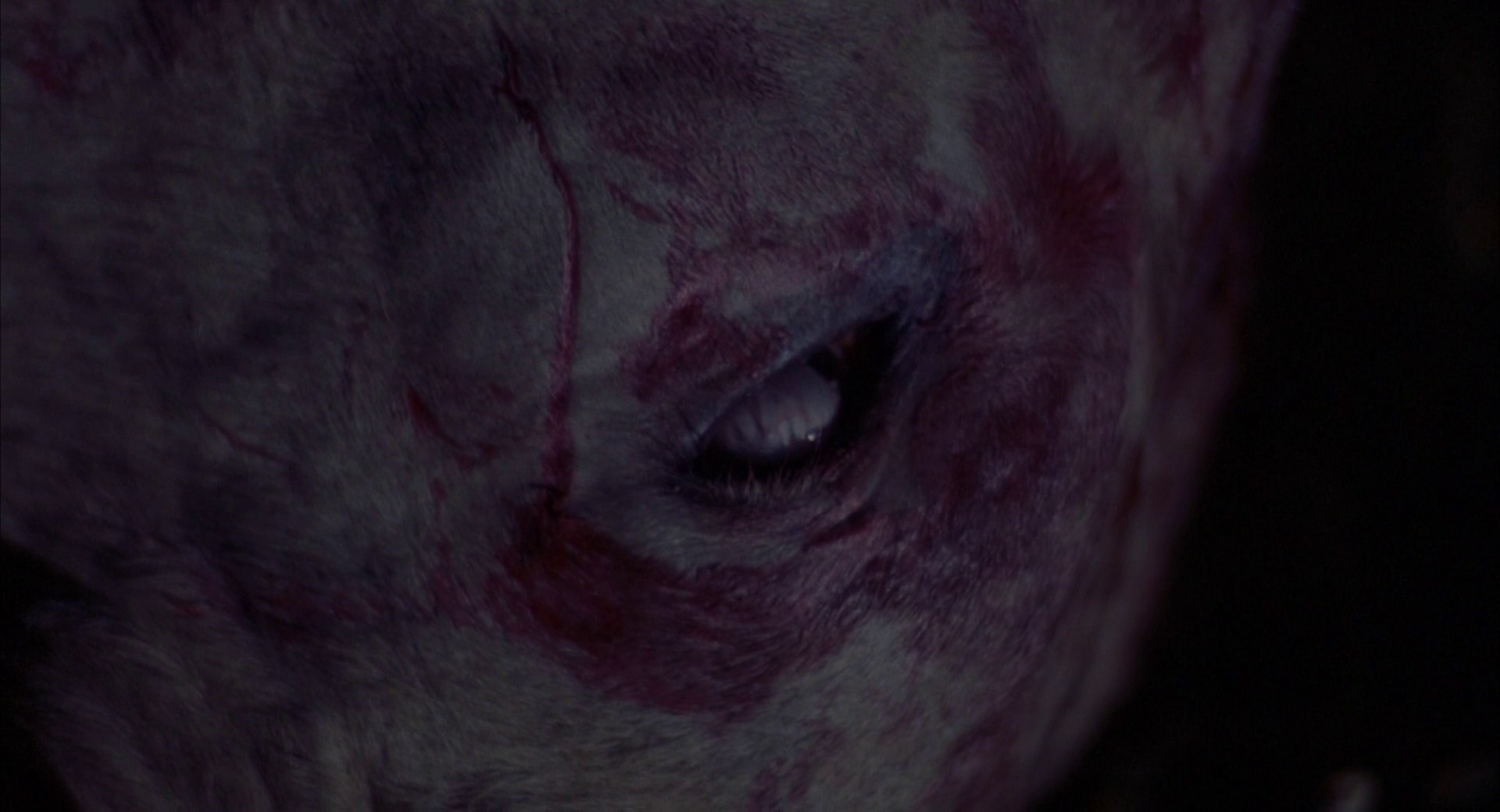 Alien Predator (1987) —  shot,  lighting