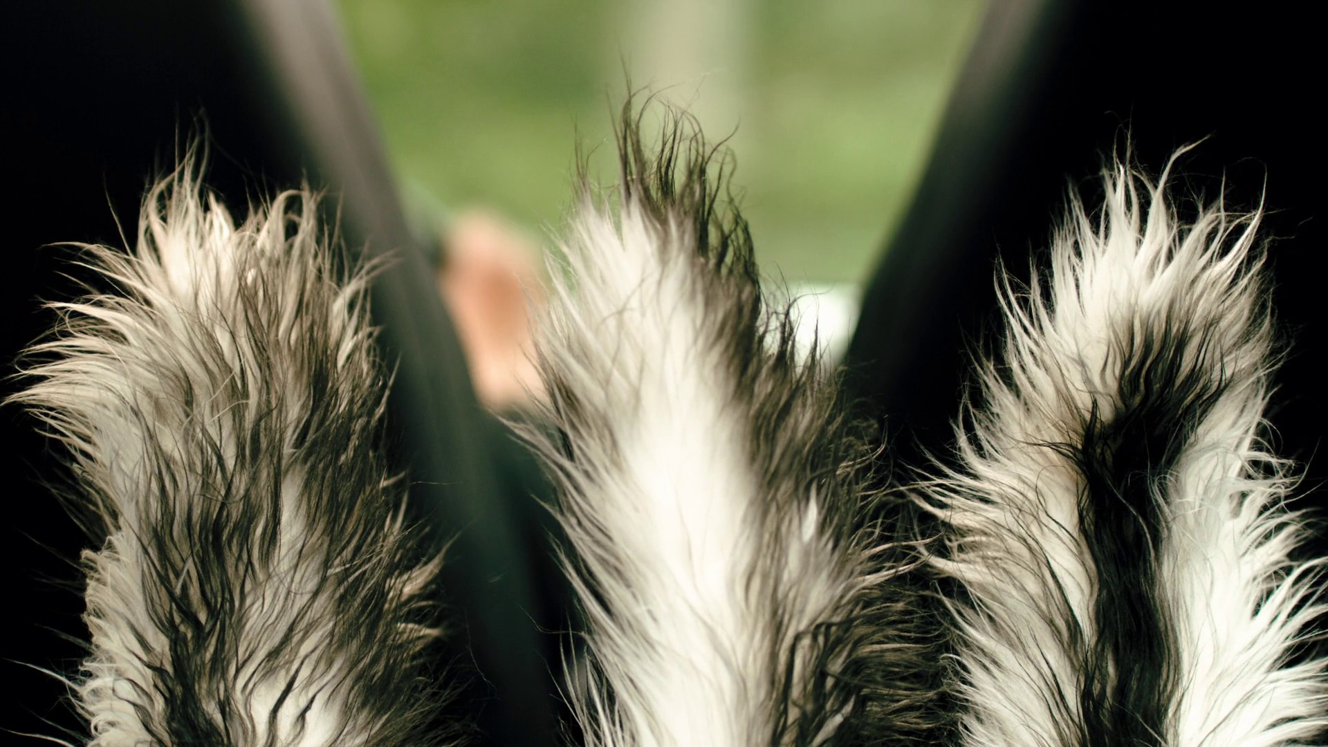Furry Vengeance (2010) —  shot,  lighting