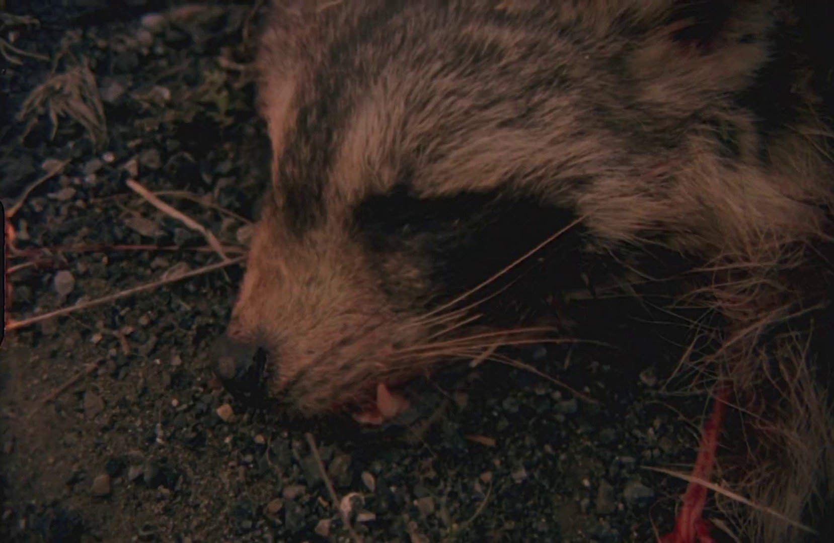 Wings (2013) —  shot,  lighting