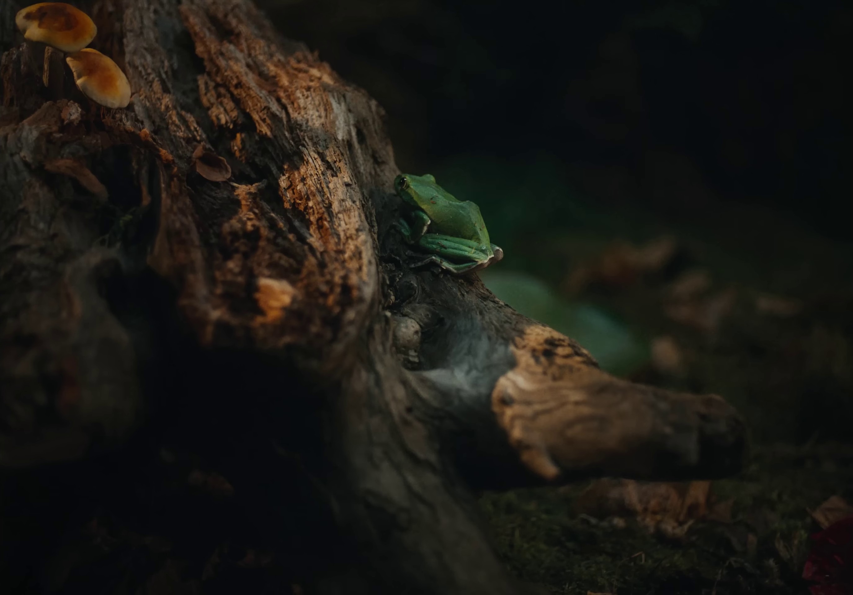 frog  (2022) —  shot,  lighting