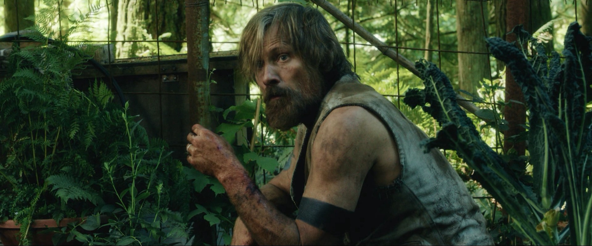 Captain Fantastic (2016) —  shot,  lighting