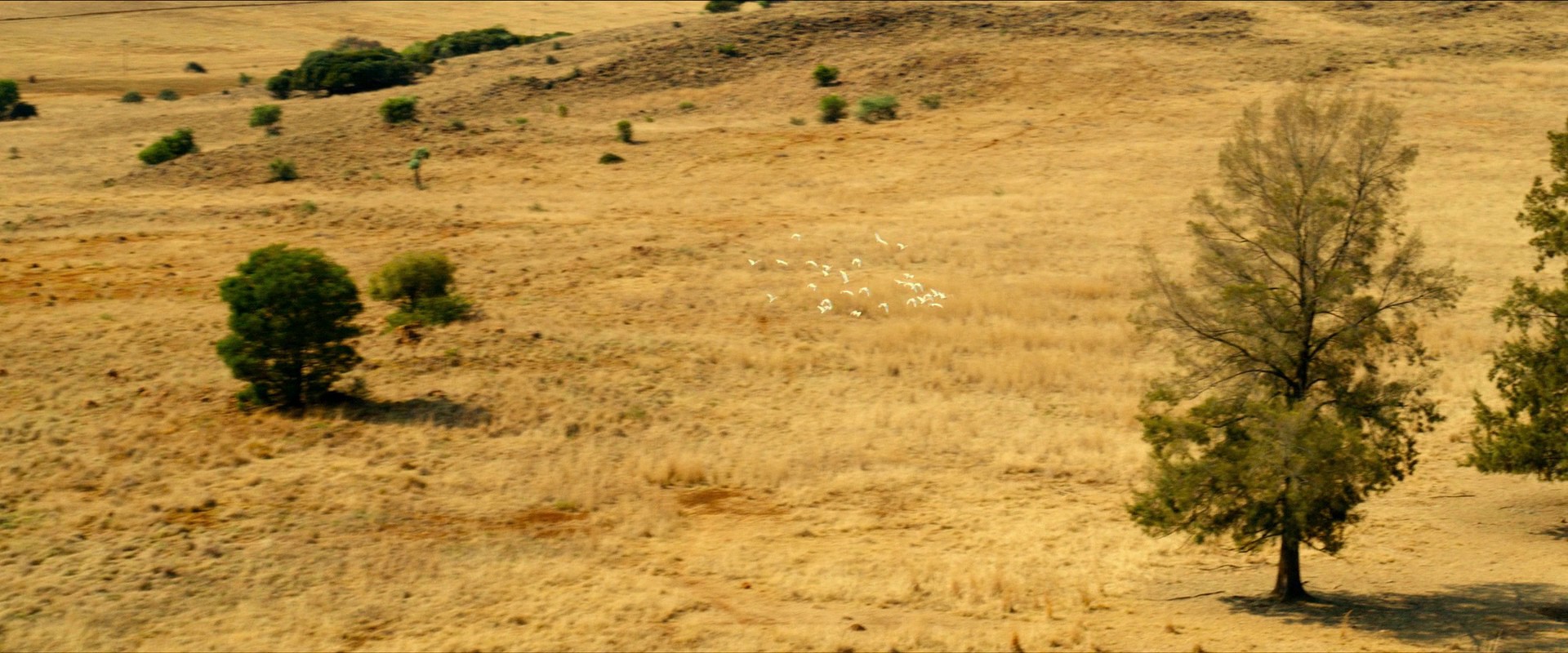 Rogue (2020) —  shot,  lighting