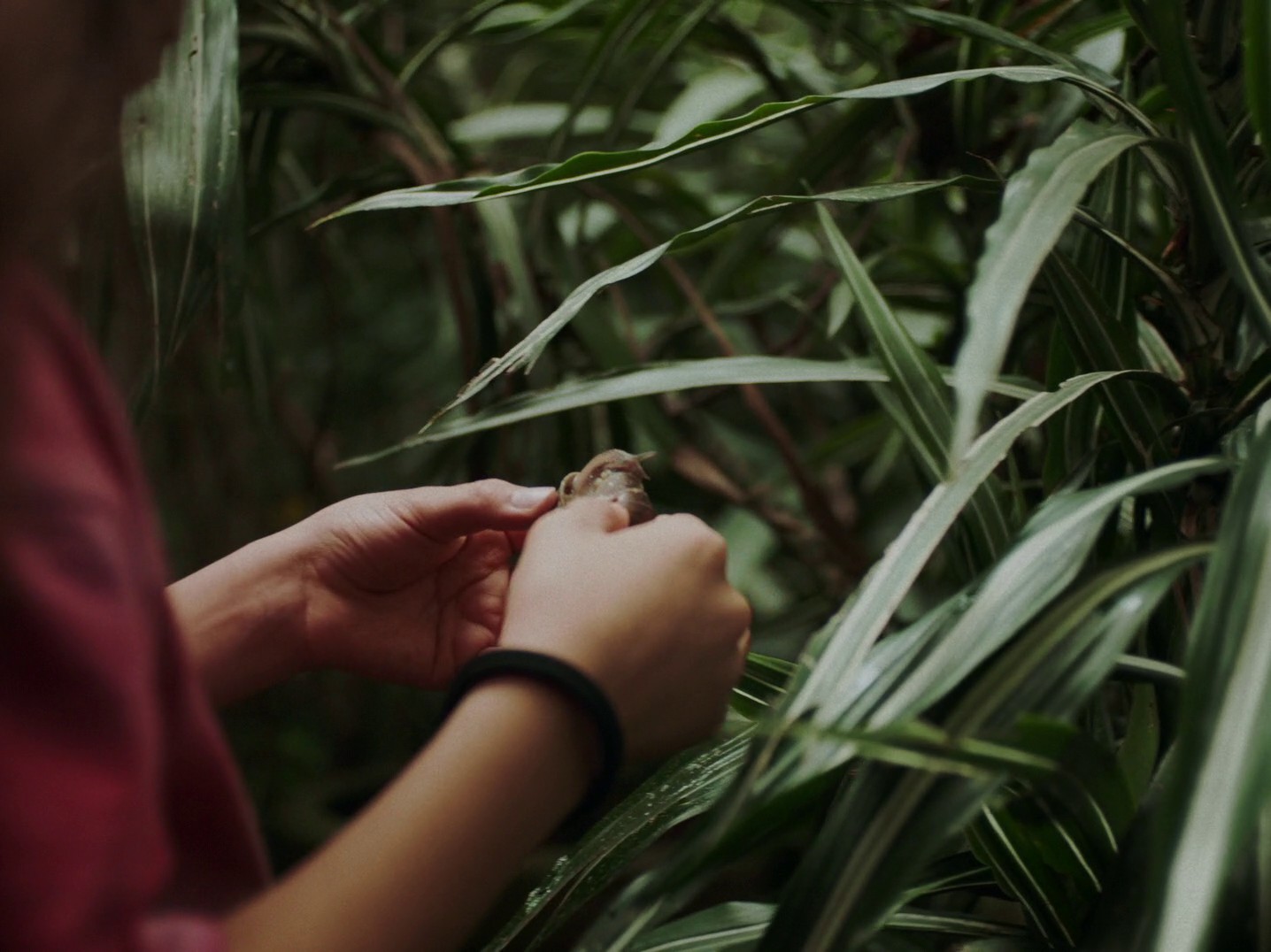 Totem (2023) —  shot,  lighting